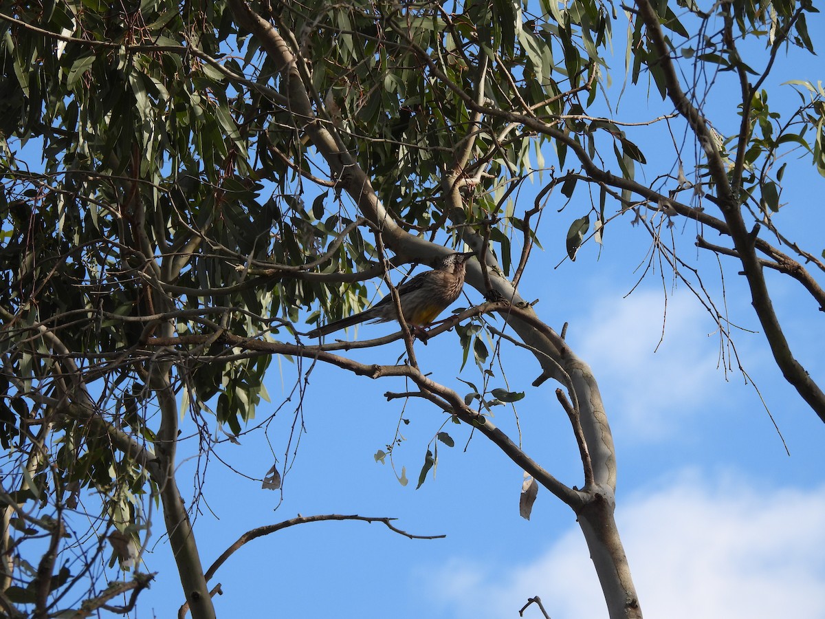 Red Wattlebird - ML644558370