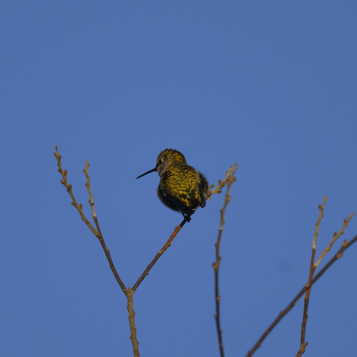 Anna's Hummingbird - ML644558380