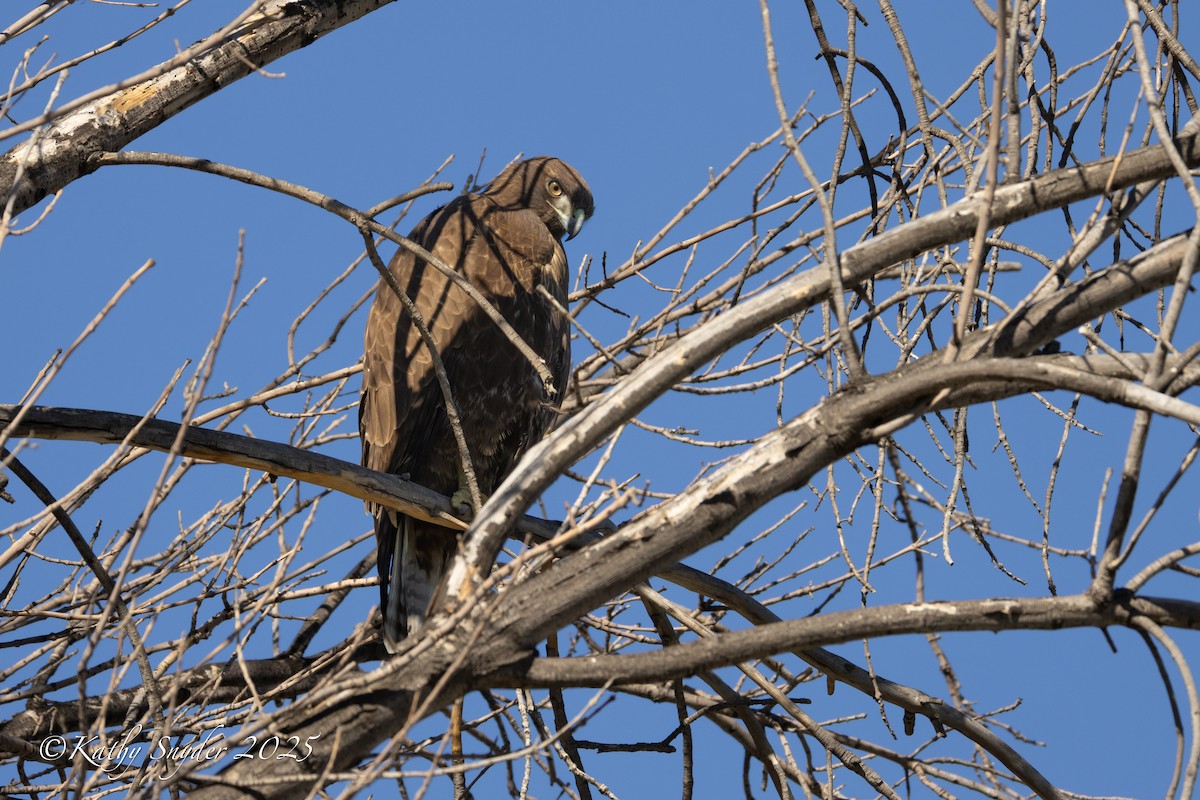 Busardo Colirrojo (calurus/alascensis) - ML644558388