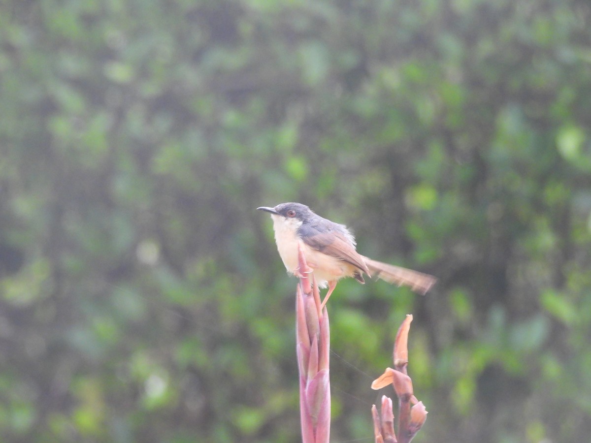 Ashy Prinia - ML644558389