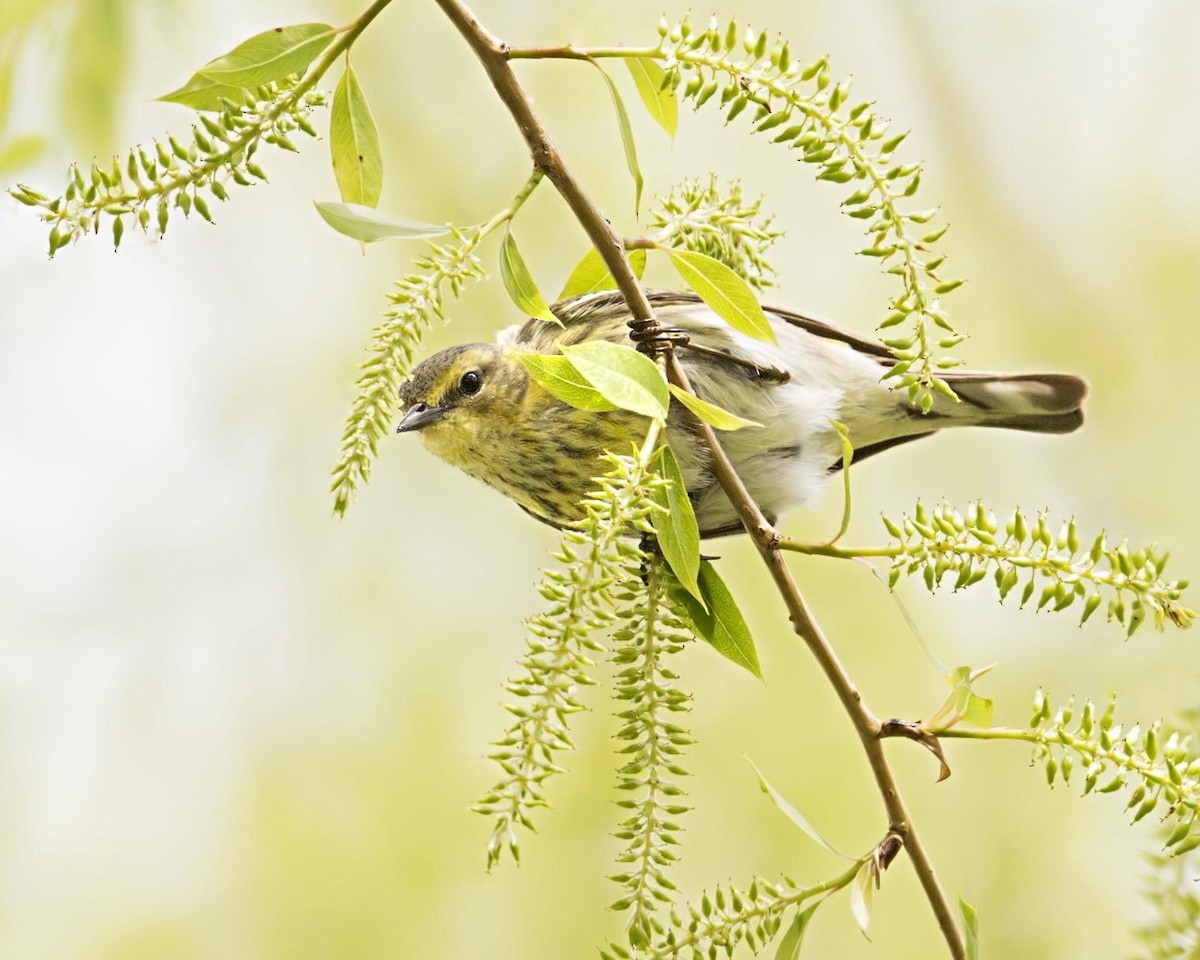Cape May Warbler - ML644558393