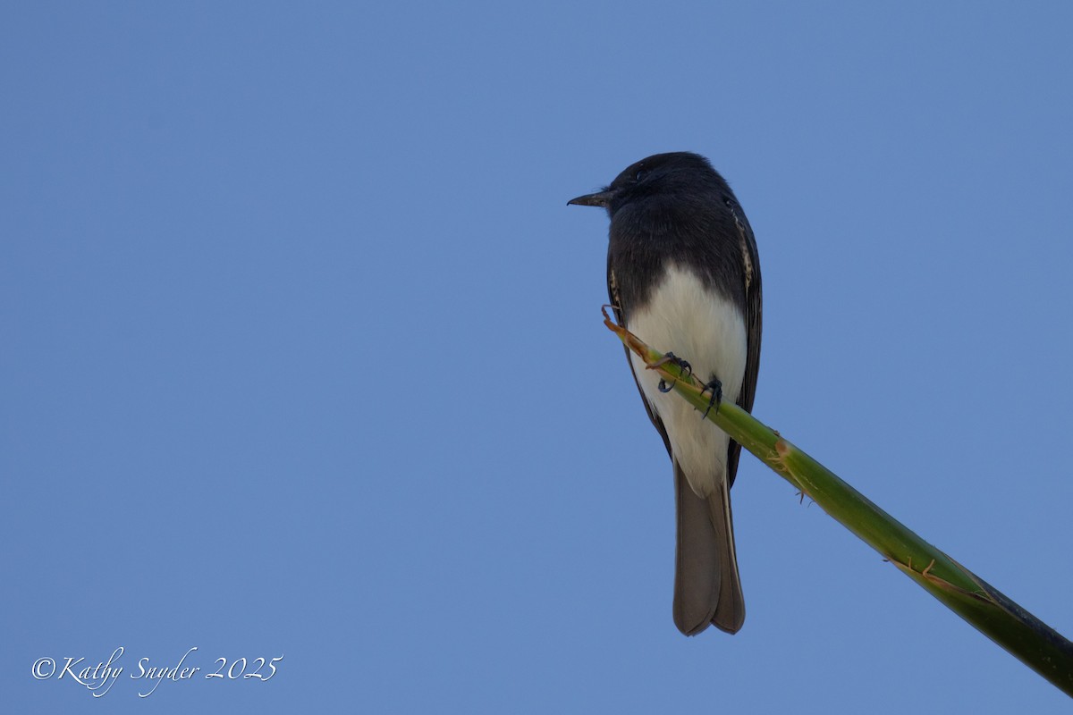 svartfibi - ML644558394