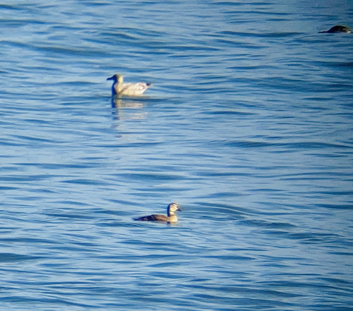 King Eider - ML644558395