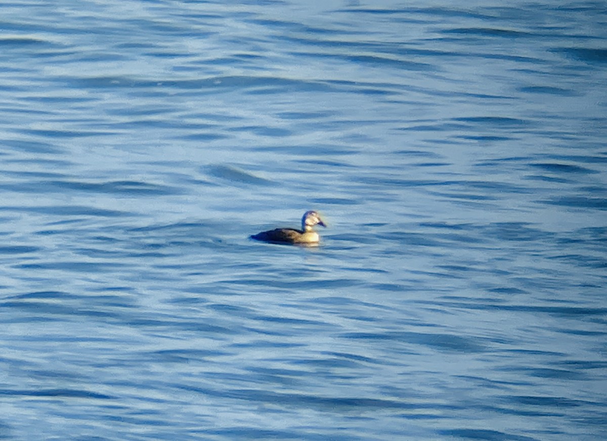 King Eider - ML644558396