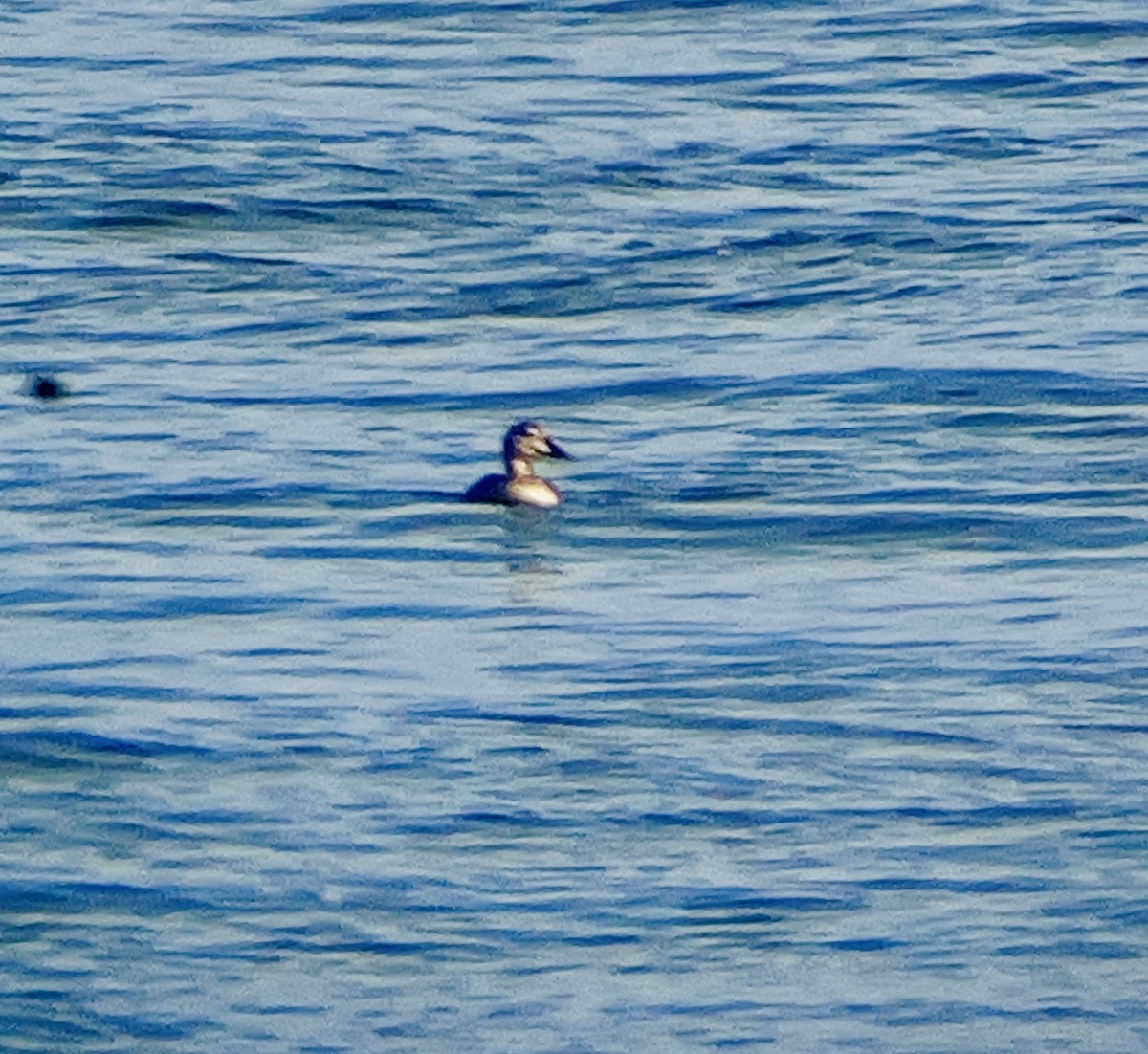 King Eider - ML644558397