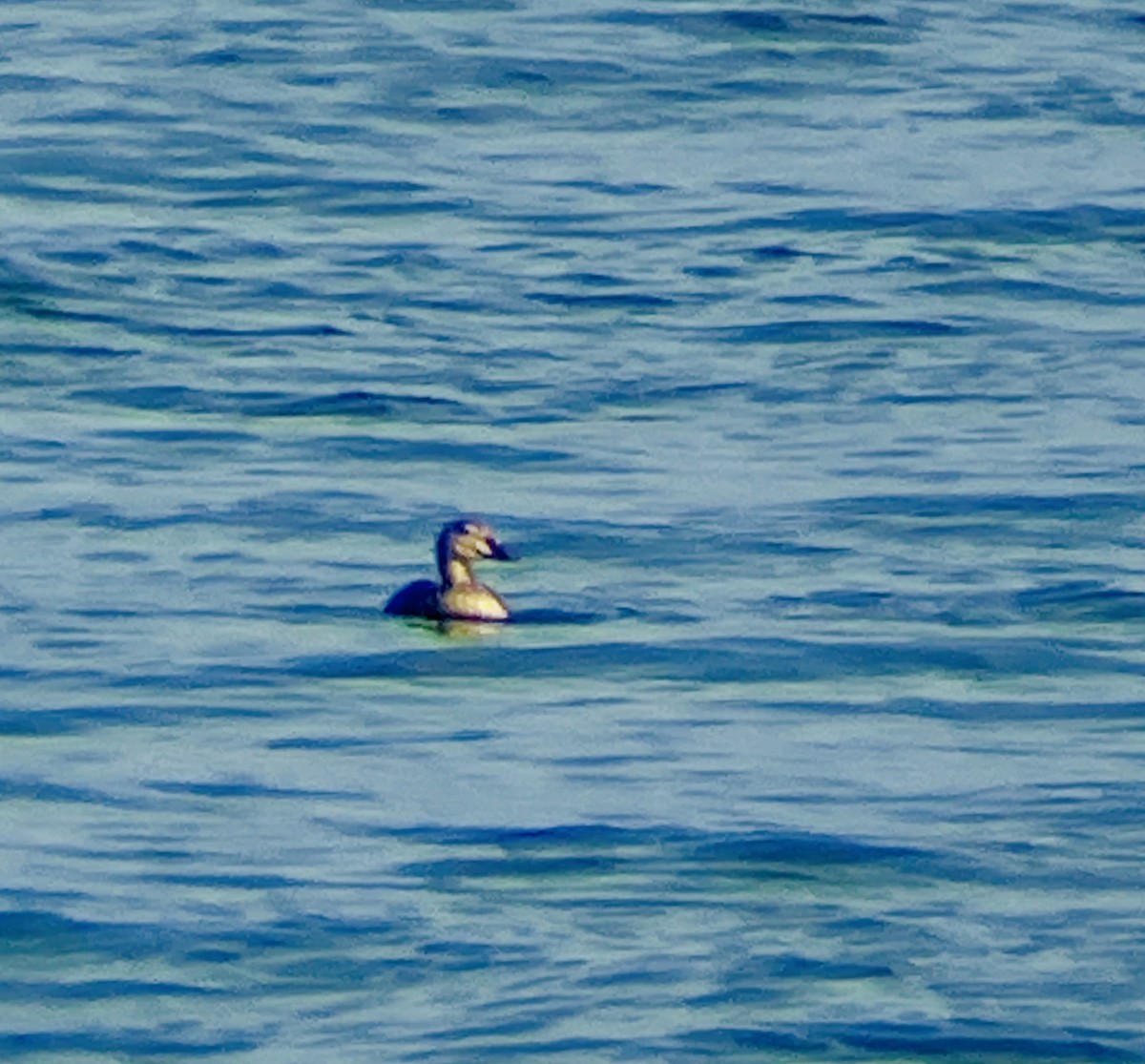 King Eider - ML644558398