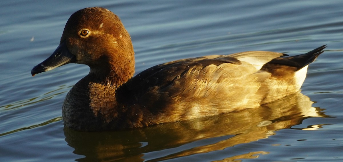 Porrón Americano - ML644558402