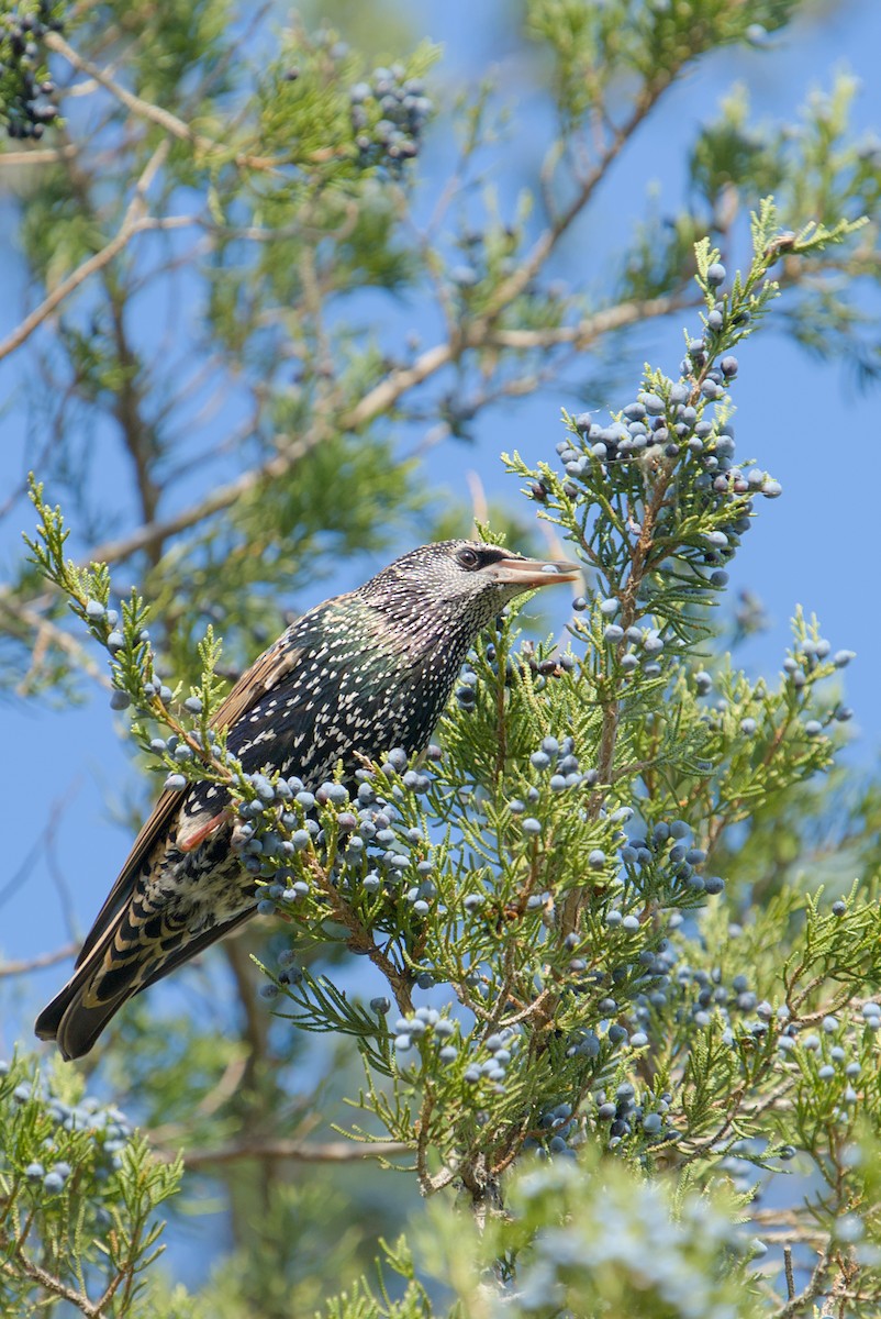 European Starling - ML644558411