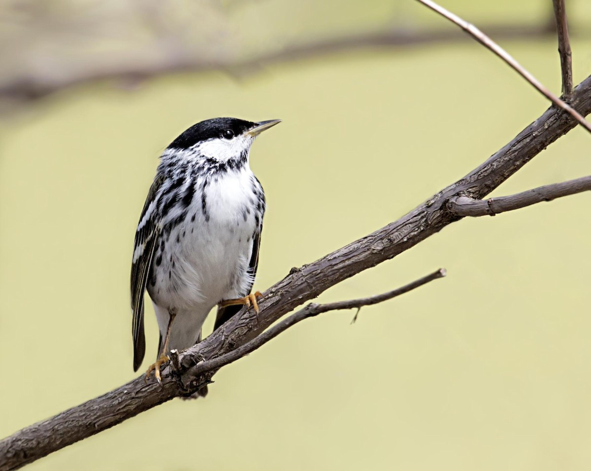 Blackpoll Warbler - ML644558413