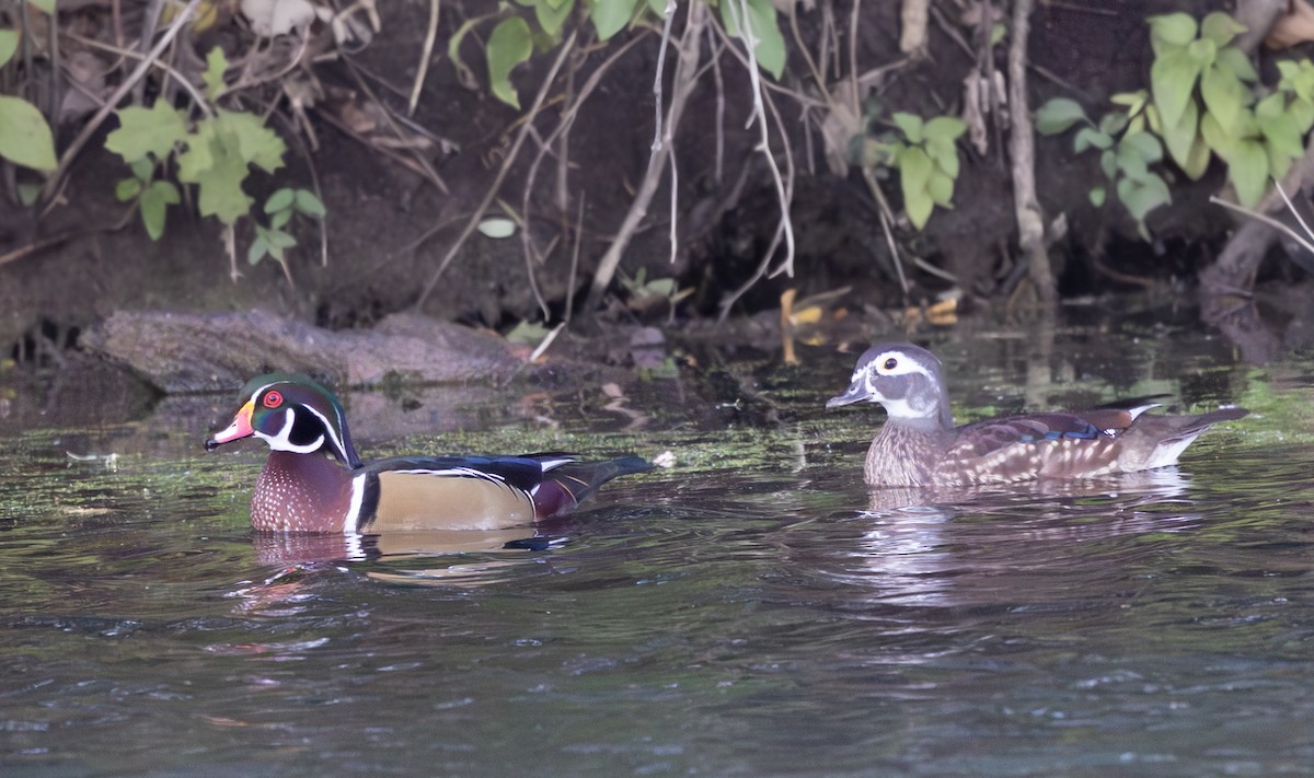 kachnička karolínská - ML644558416