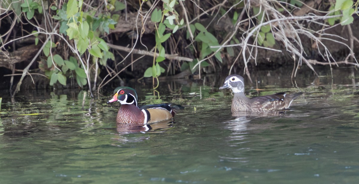 kachnička karolínská - ML644558420