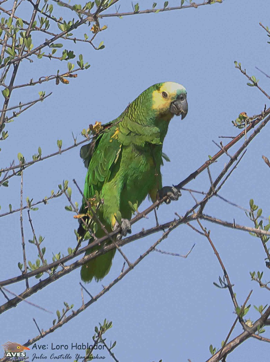 Turquoise-fronted Amazon - ML644558421