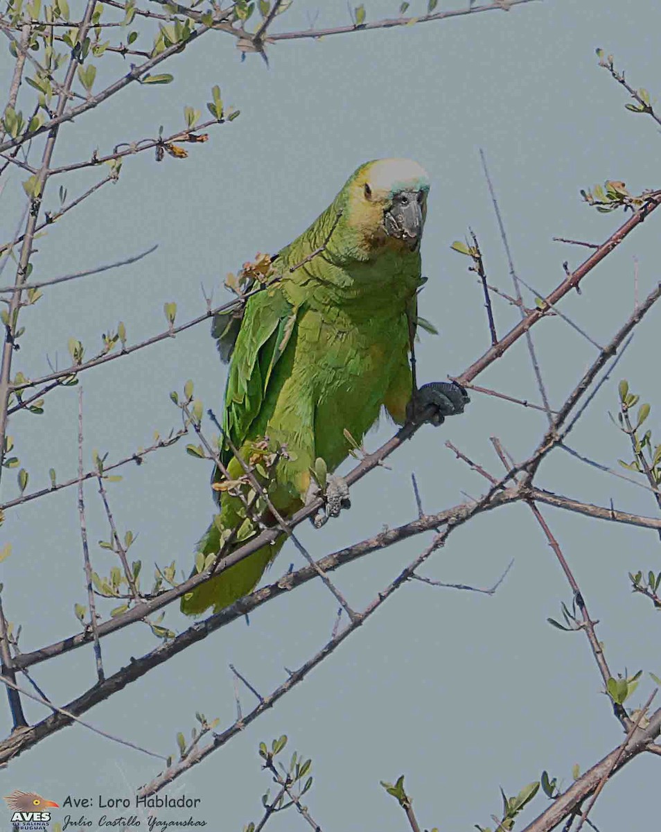 Turquoise-fronted Amazon - ML644558422