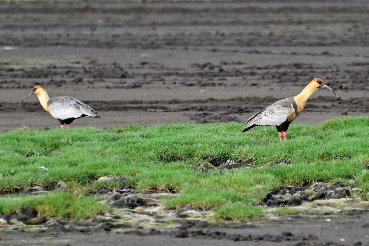 İbikli Sarıca Aynak - ML644558437