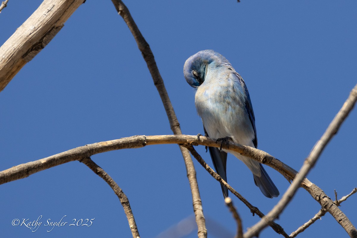 Mountain Bluebird - ML644558439