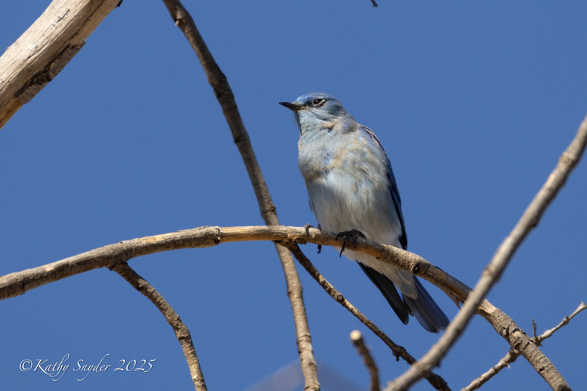 Mountain Bluebird - ML644558440
