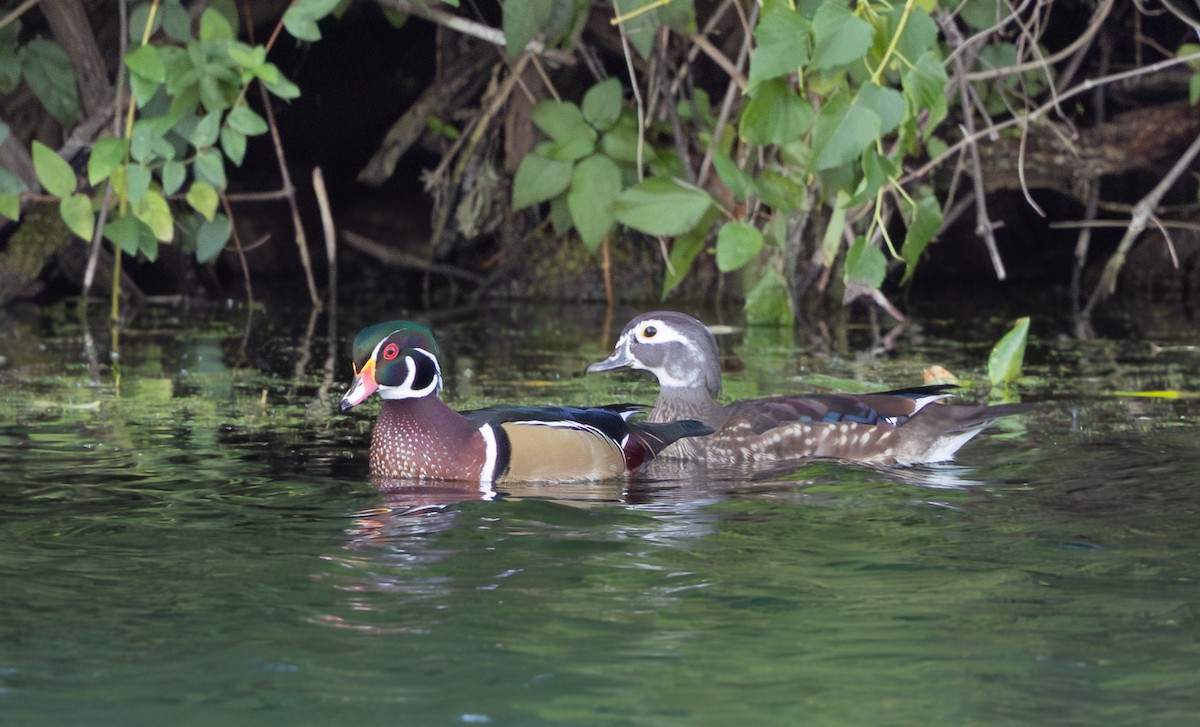 kachnička karolínská - ML644558444