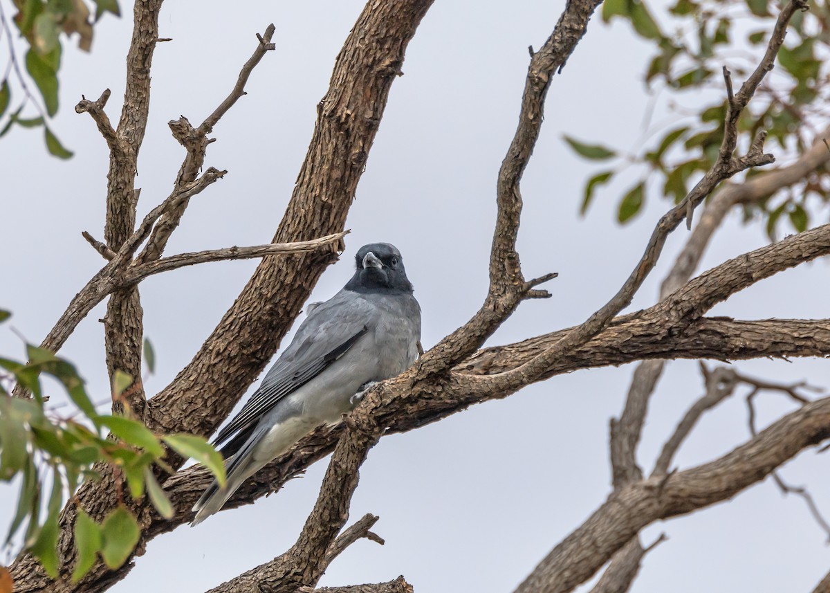 Black-faced Cuckooshrike - ML644558450
