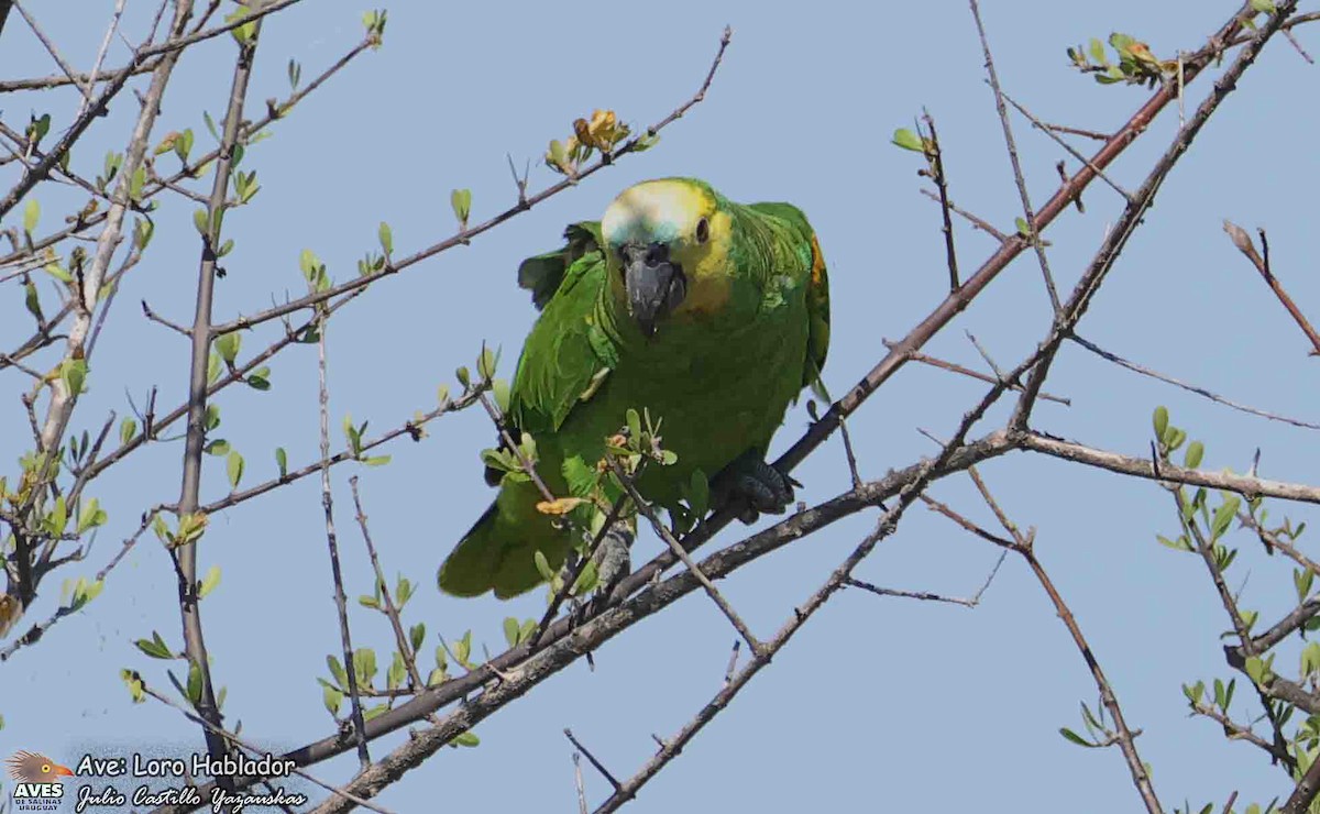 Turquoise-fronted Amazon - ML644558461