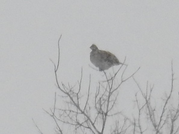Sharp-tailed Grouse - ML644558476