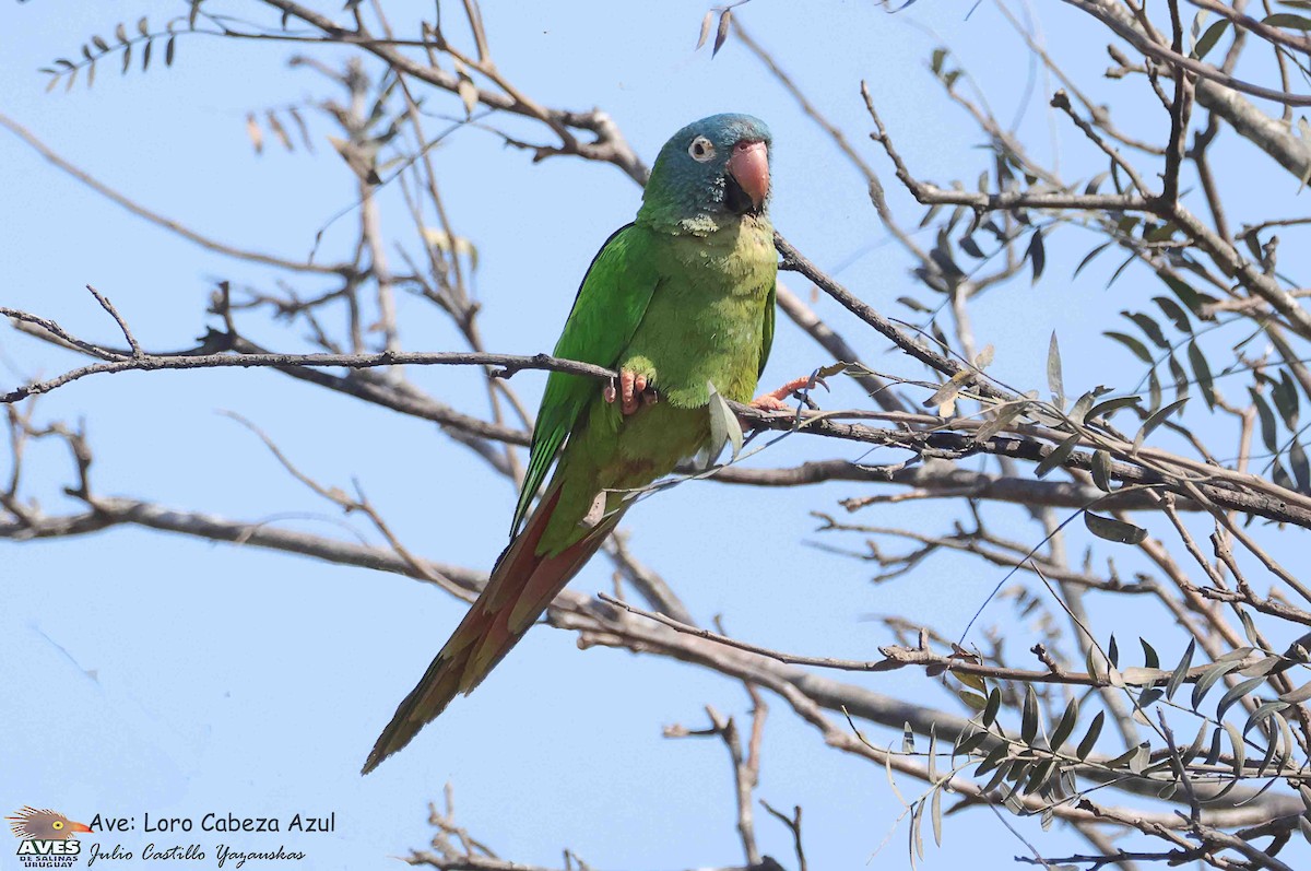 Blue-crowned Parakeet - ML644558477