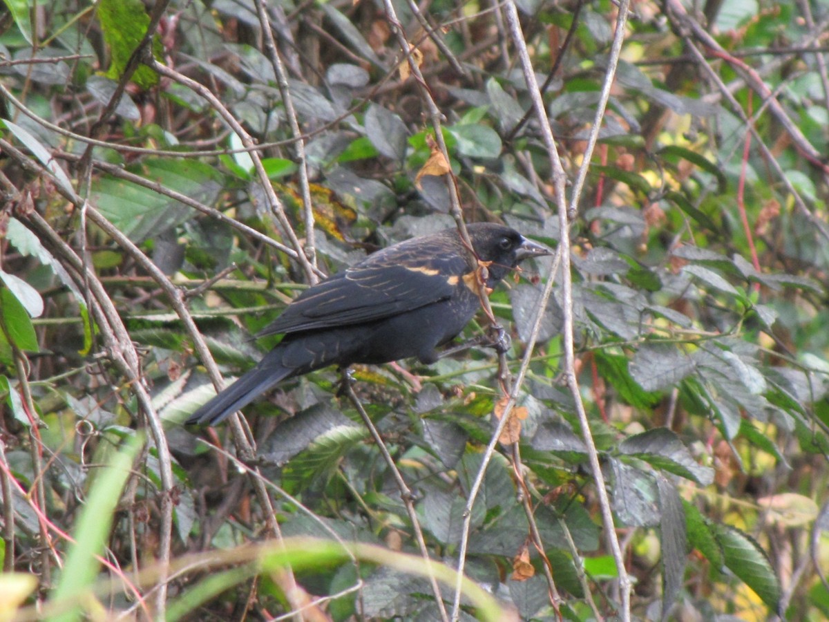 vlhovec červenokřídlý - ML644558478