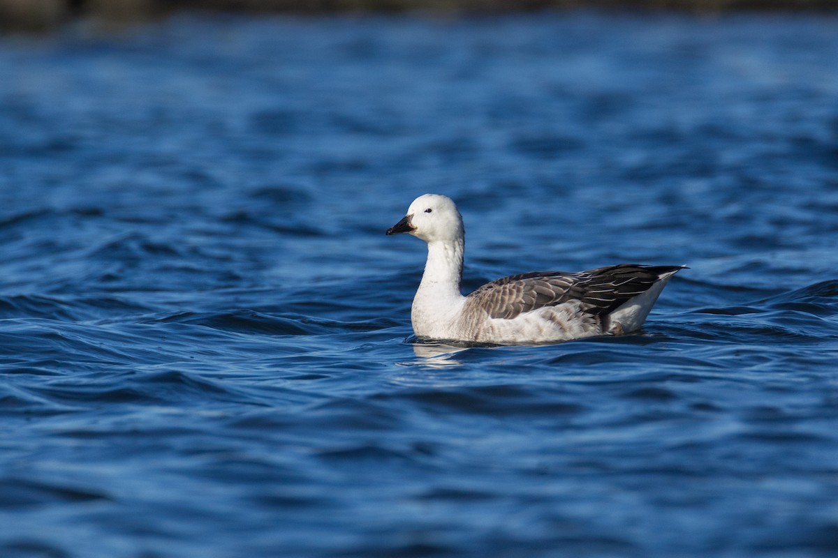 Snow Goose x Brant (hybrid) - Harris Stein