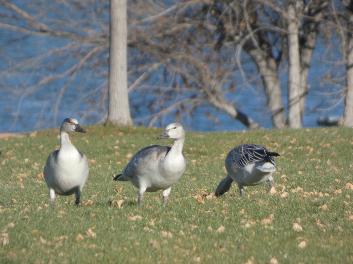Snow Goose - ML644558495