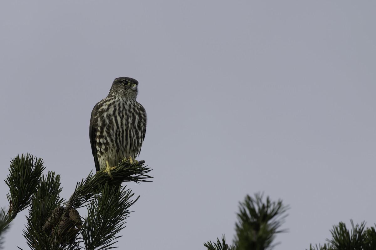 Merlin - ML644558496