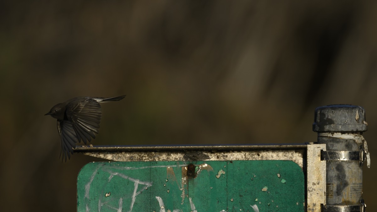 svartfibi - ML644558533