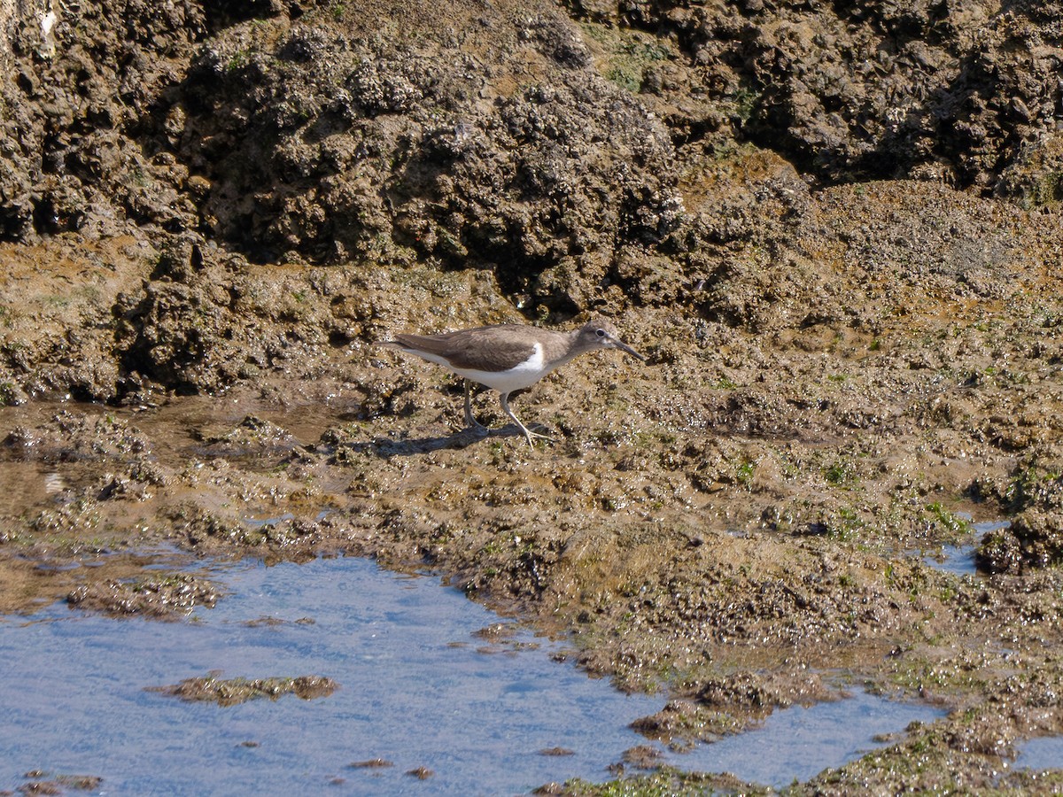 pisík obecný - ML644558536