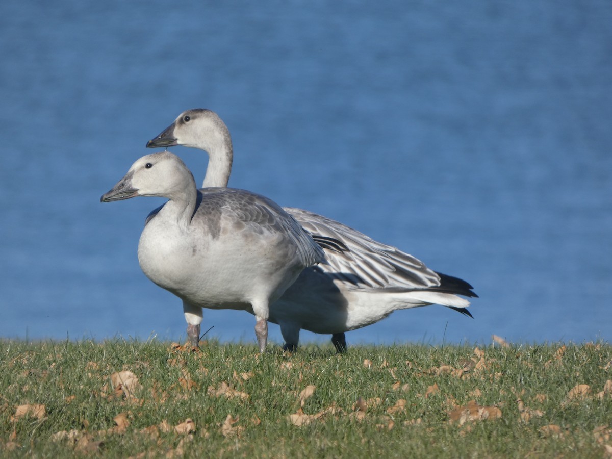 Snow Goose - ML644558548