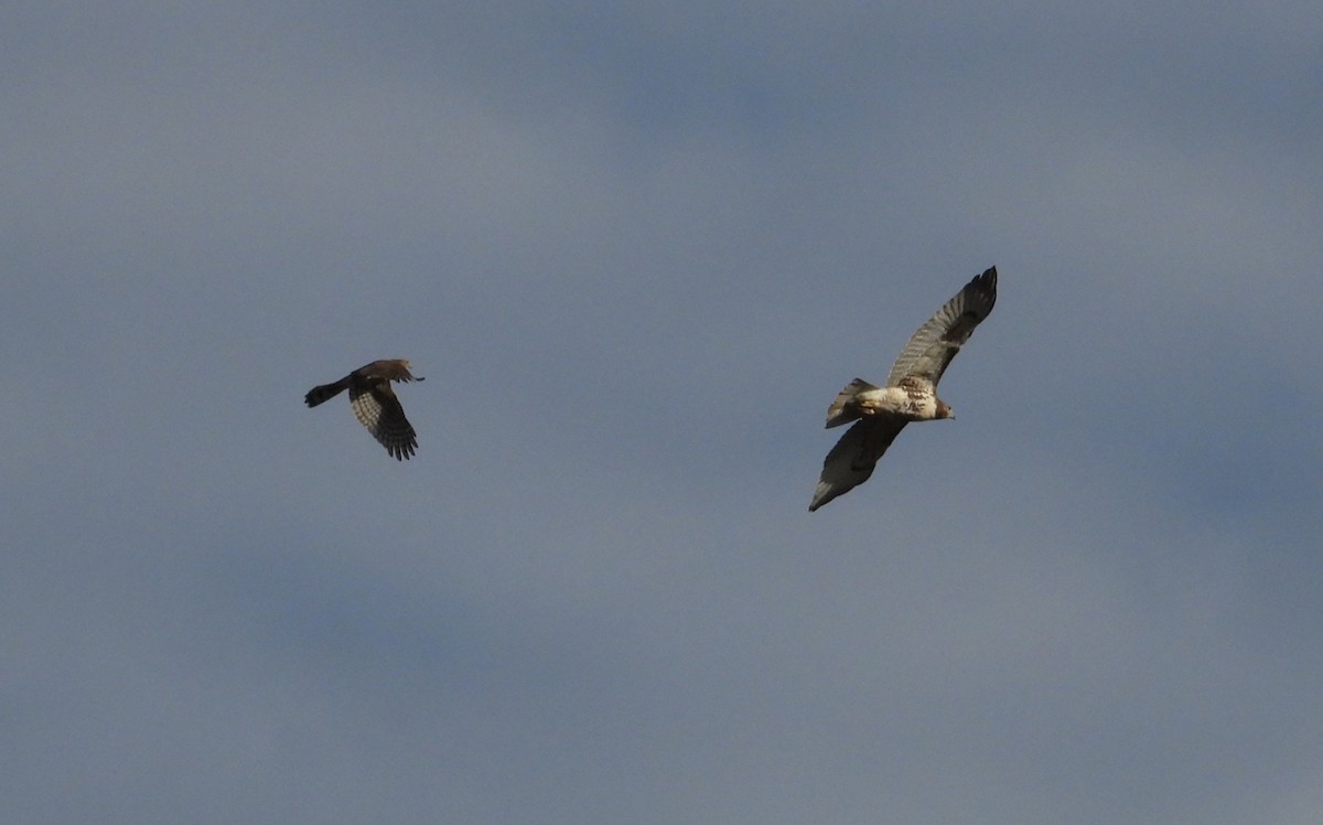 Busardo Colirrojo - ML644558556