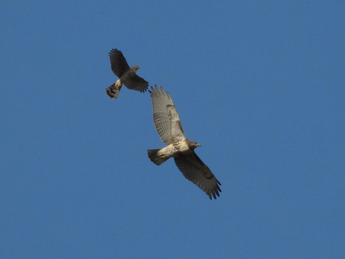 Busardo Colirrojo - ML644558558