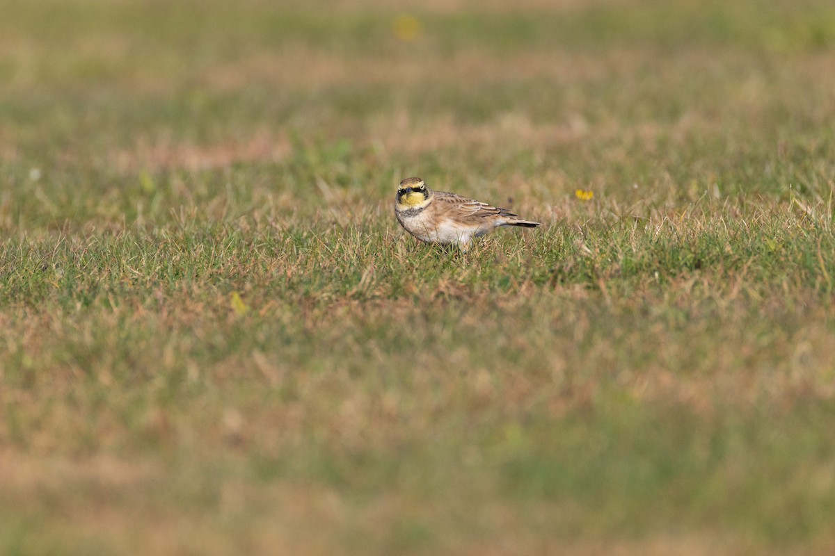 Жайворонок рогатий - ML644558563