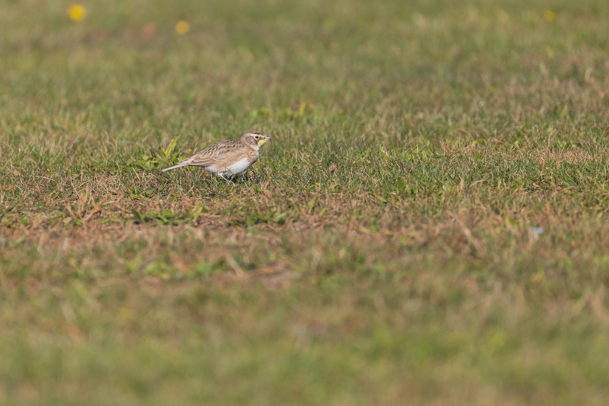 Жайворонок рогатий - ML644558564