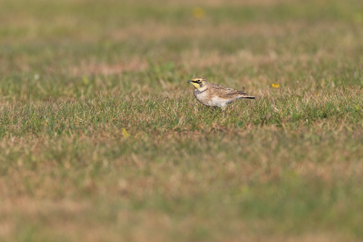 Жайворонок рогатий - ML644558565