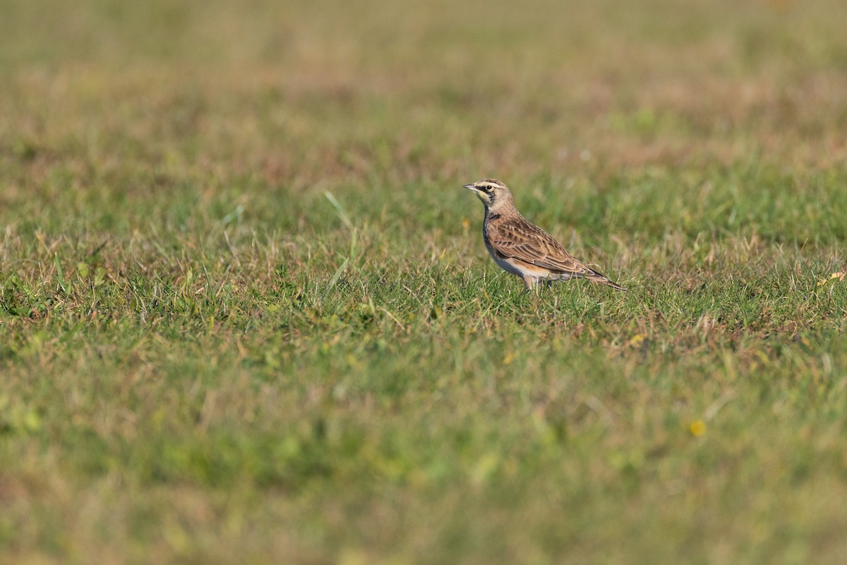 Жайворонок рогатий - ML644558566