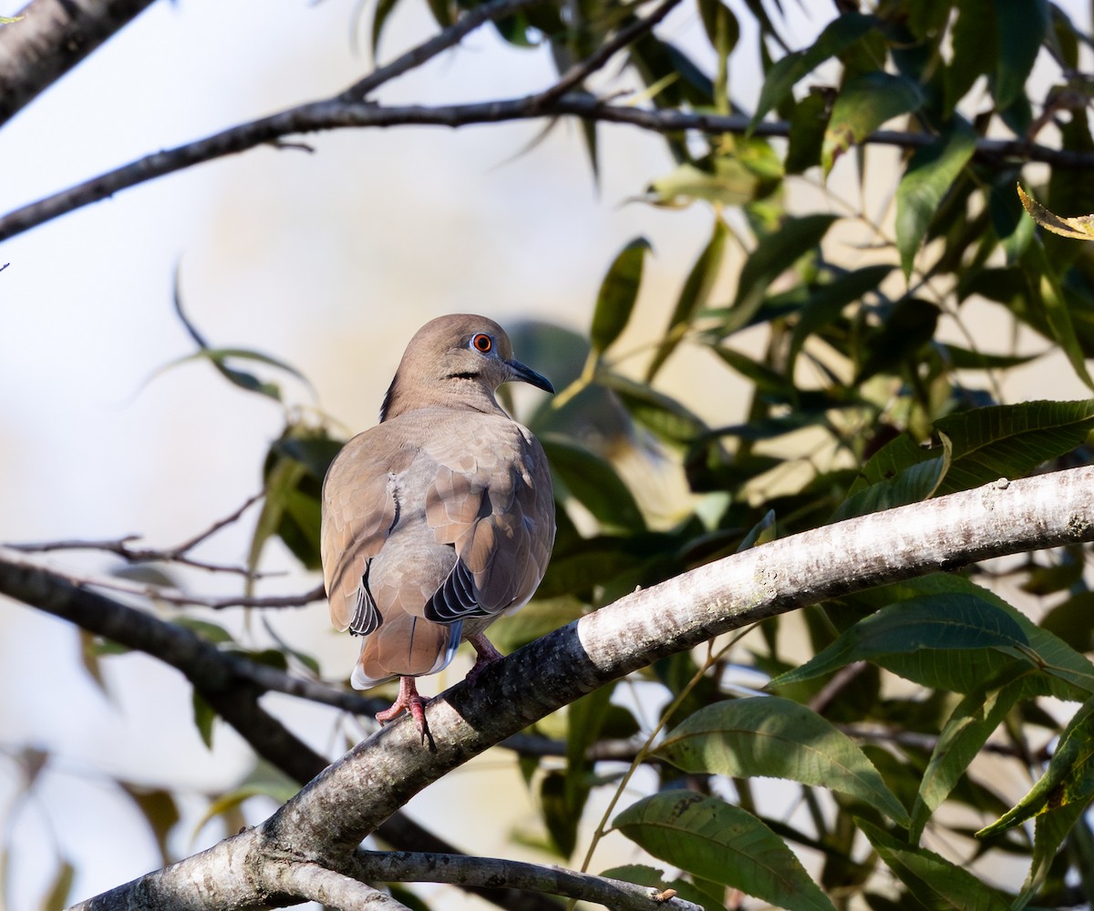 Mourning Dove - ML644558580