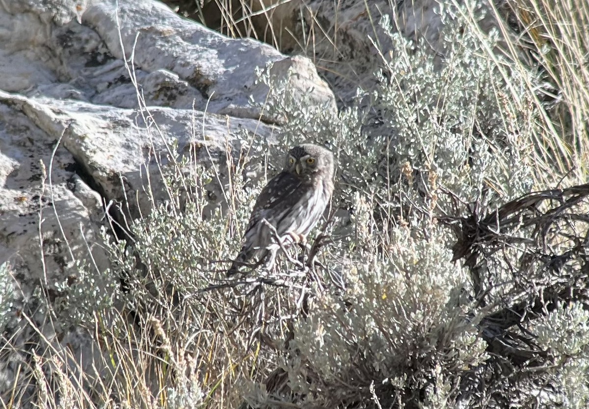 Сичик-горобець гірський - ML644558585