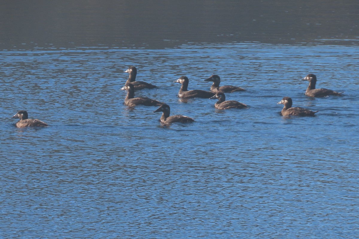 Surf Scoter - ML644558599