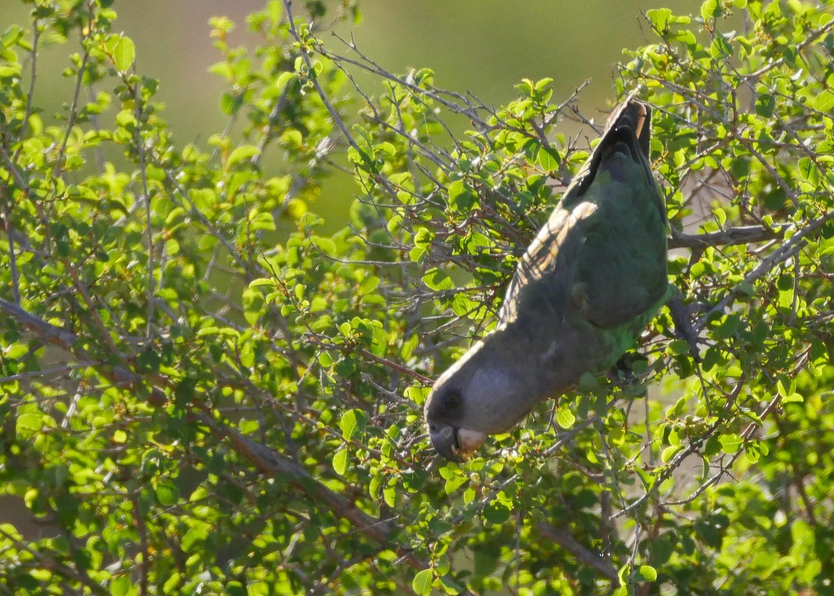 Brown-headed Parrot - ML644558600