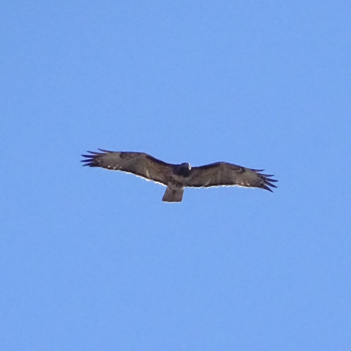 Busardo Colirrojo - ML644558603