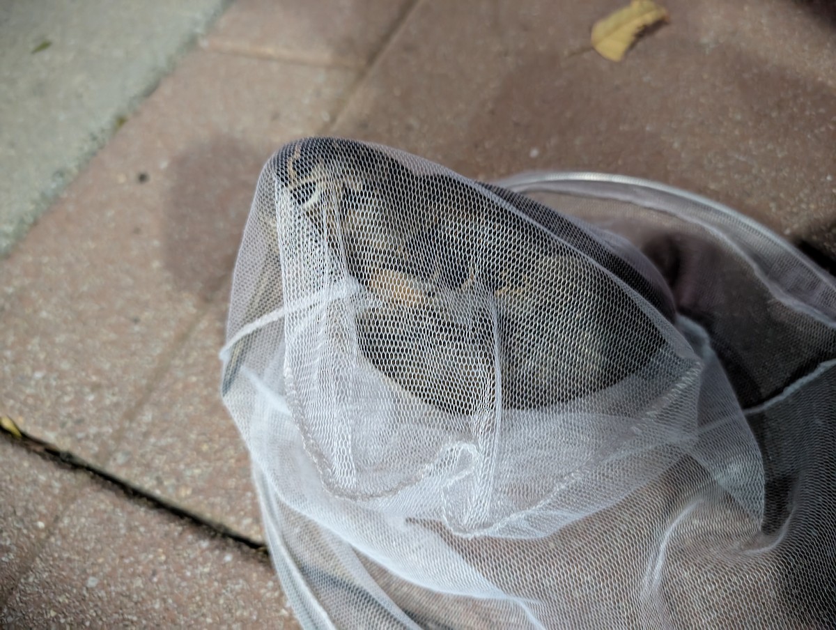 American Woodcock - ML644558604