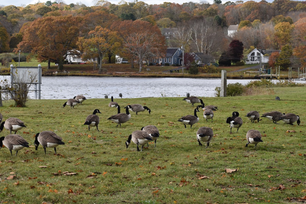 Canada Goose - ML644558612
