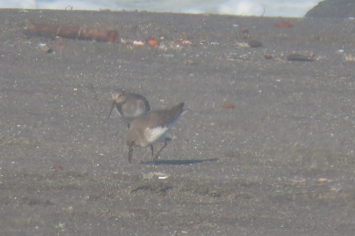 Alpenstrandläufer - ML644558617