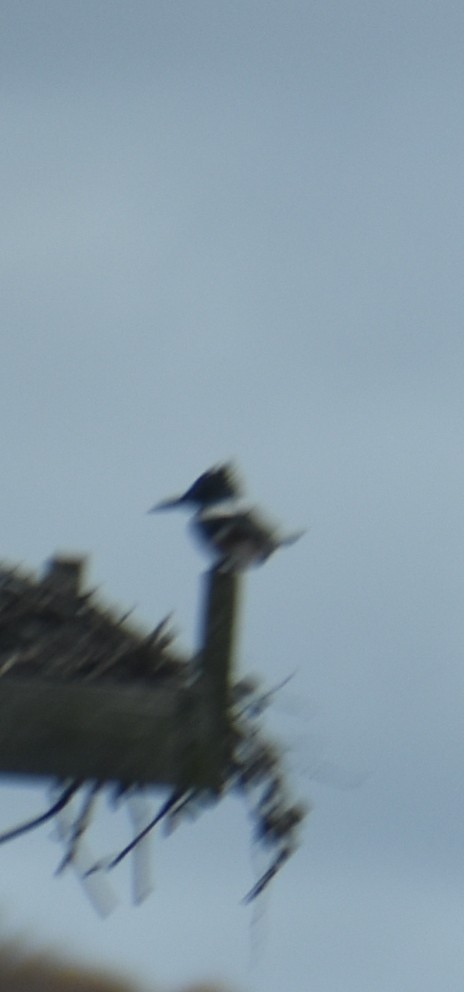 Belted Kingfisher - ML644558619
