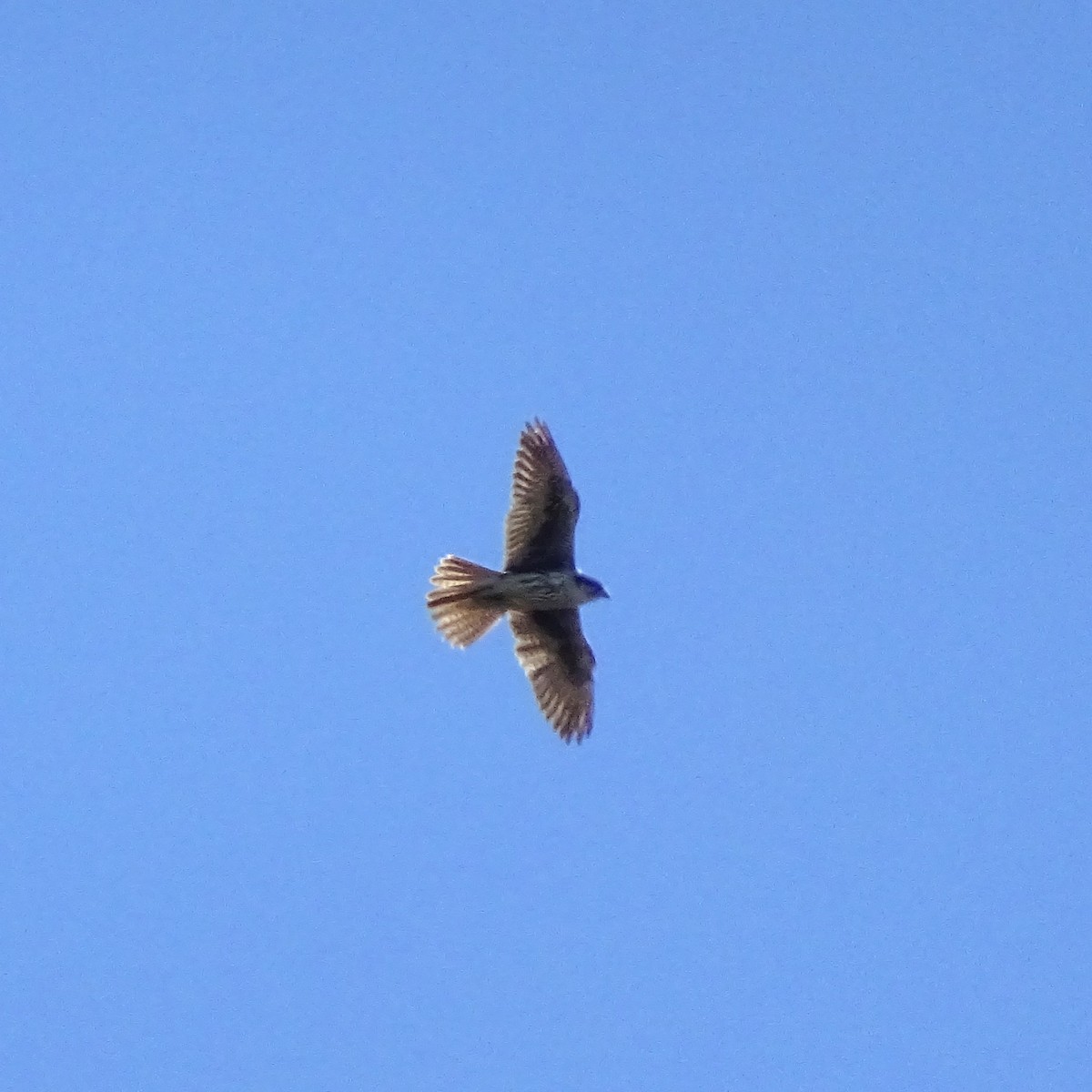 raroh prériový - ML644558621