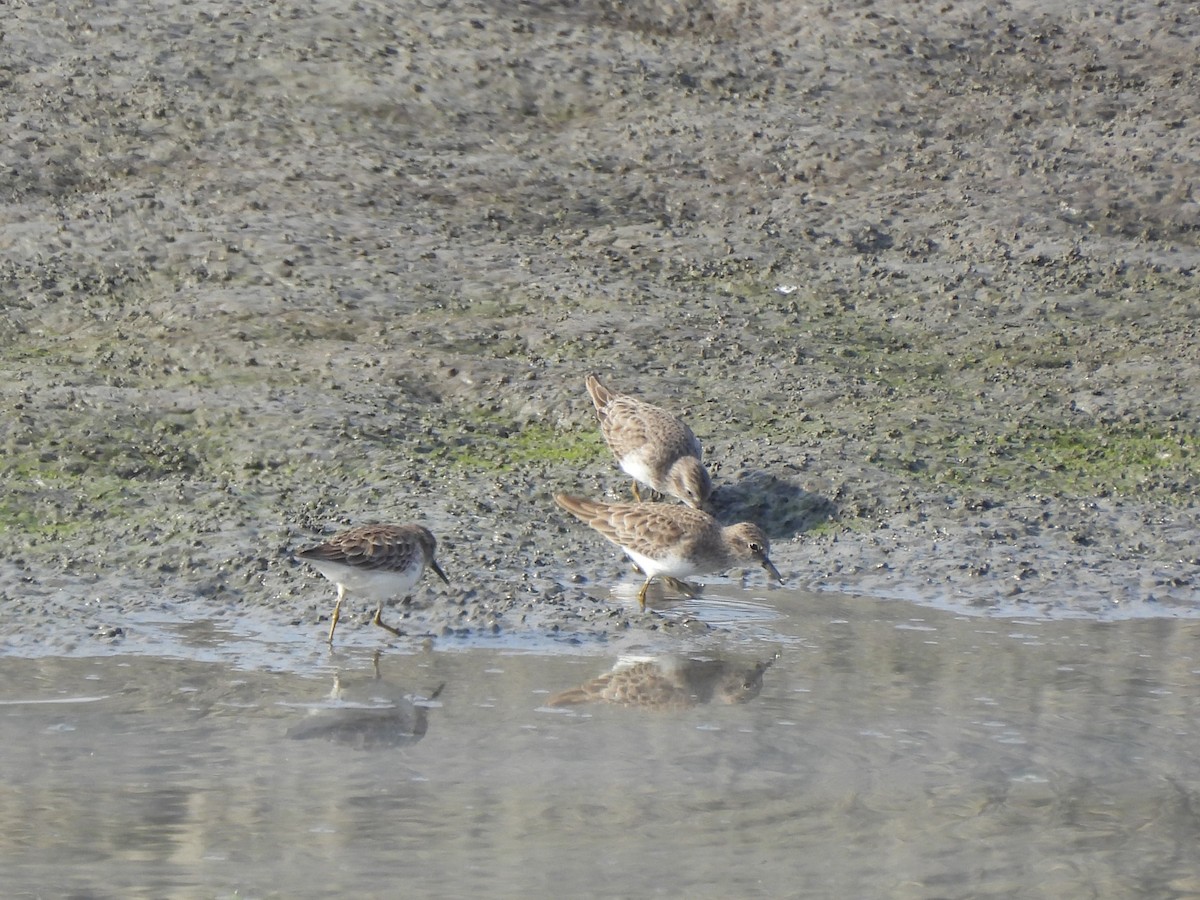 Txirri nanoa - ML644558639