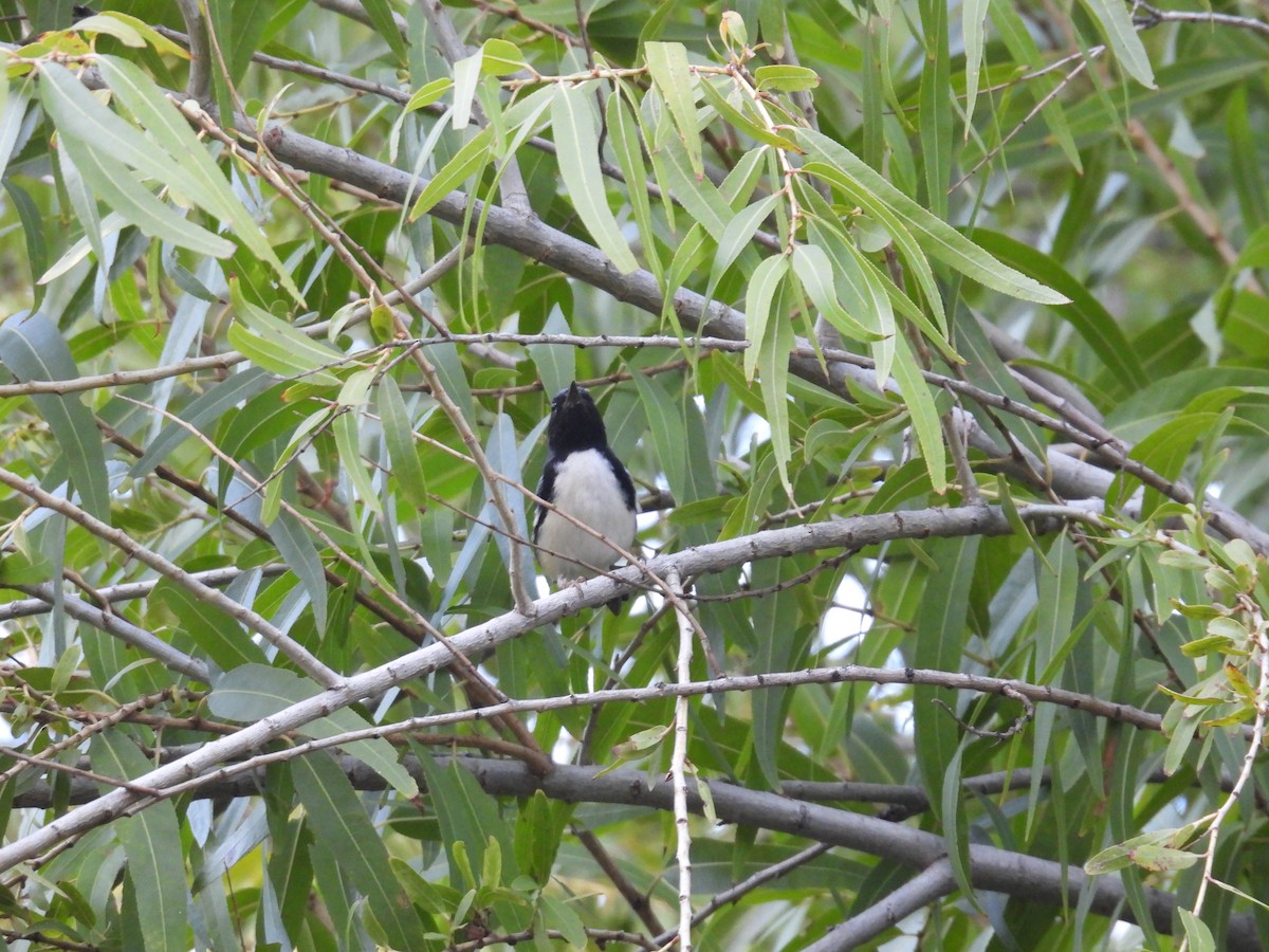 Mavi Sırtlı Ötleğen - ML644558644